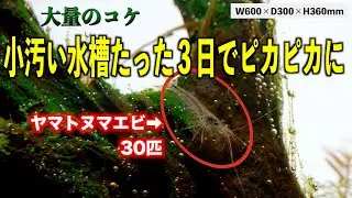 【60cm水槽】コケまみれの汚水槽にヤマトヌマエビ30匹導入したら３日で勝利［アオミドロ水槽］#aquarium #ネイチャーアクアリウム #熱帯魚 #ada #アクアリウム