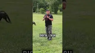 Why E-Collars Are Crucial for Reliable Dog Training!