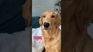 I am your puppy you listen to me 🐶 I am your mother puppy version