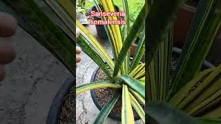 Snake plant (sanseveria) somalensis lost the varigation in the baby plant! please subscribe 🙏