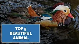Animal Kingdom's Beauty Contest: Meet the Stunning Top 5 #animals #youtube