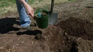 Planting Blackberries