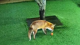 Our Family of Foxes - You're never too old to play ball 💜🦊💞