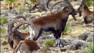 NGSET YOU TUBE is liveደህና ዋላችሁ ቤተሰብ ሰለመጣችሁ አመሰግናለሁ🙏❤️🥰