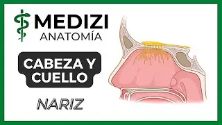 Anatomía de Cabeza y Cuello - Nariz