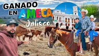 Moviendo Ganado Beef Master en un Rancho de Ameca, Jalisco