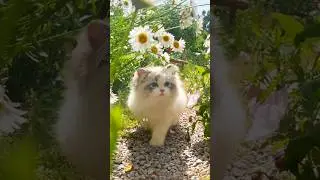 3 Dangerous Plants For Cats😰🤢🐾 #cat #petcareprovider #growwithcats #unsafeplants #catbehaviour