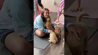 Relax with Golden Retriever puppy yoga in Gulf Breeze, Florida Joy, stress relief, and cuddles await