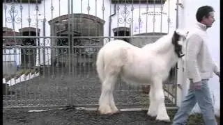 GYPSY COB FILLY, BRACKENHILL GHOST. 5 1/2 MONTHS OLD