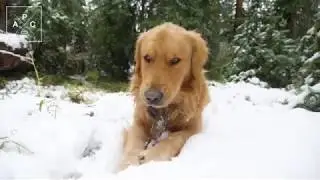 Snow Adventures - Atlas Pet Company