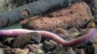 Horse leech capturing earthworm &ndash; 60 mm/L&oacute;pi&oacute;ca f&ouml;ldigiliszt&aacute;t zs&aacute;km&aacute;nyol