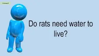 Do Rats Need Water To Live?
