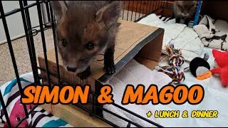 Fox cubs ❤️ #wildlife #fox #cuteanimals #cute #viral #fyp #vlog #mylife