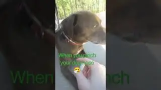 when you pinch your dog's nose 🤧