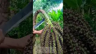 Harvesting Exotic Palm Fruit: Cutting Down Clusters of Sealing Wax Palm Berries