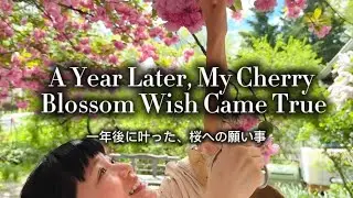 My Cherry Blossom Wish Came True - A Story of Salted Blossoms, Mochi & Community Sharing 🌸桜への願い事