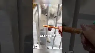 Owner tests which dog is the smartest ❤️ #shorts