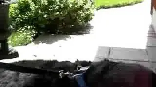 comedy dogs politics