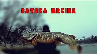 🥶Velika Ščuka, Zgubljene RIBE in Ribolov s kolegi❄️reka Sava Slovenija