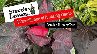 Big Box Store Plant Shopping Alternative Steve's Leaves Compilation of Houseplants Nursery Tour