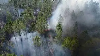 Control burn in Hollister Florida Video 1