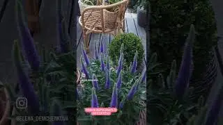 Вероника Dwarf blue