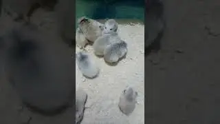 #roborovski