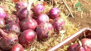 Profitable Onion Production
