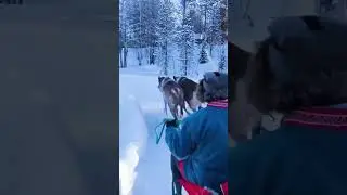 reindeer sledding in the Sami village. ⛺️Murmansk region.