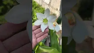 Amazon Lily in Bloom!! So amazing