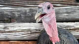 Ridley Bronze Turkey Poults