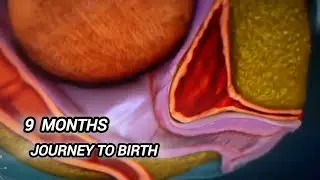 The Incredible 9-Month Journey of Baby Birth | From Womb to World 🌎👶