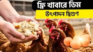 ফ্রি Chicken Feed Hacks 🔥 রান্নাঘরের বর্জ্য দিয়ে ডিম উৎপাদন | Free Egg Production Tips 2026