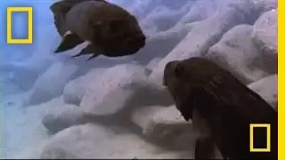 BIG Mouth Battle | National Geographic