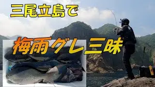三尾の名礁立島で梅雨グレ好調！