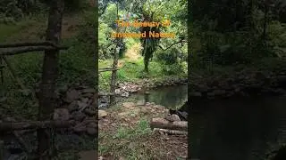 The Beauty of Untamed Nature #naturelover