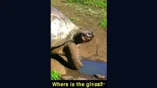 Turtle Sounds The Amazing  Funny Video | Beautiful Sounds and Noises Made by Turtles #Shorts