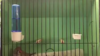 English Lightback Zebra Finch in show training cage