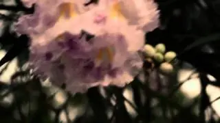 The Crazy Ones - Visual Poem