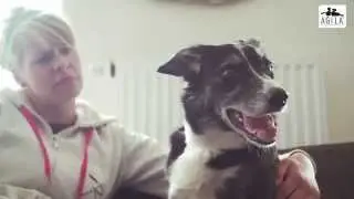 Hundetraining mit AGILA: Dem Hund das Bellen abgewöhnen