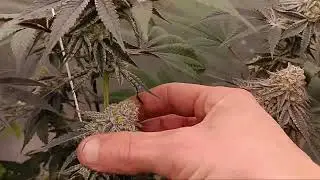 100% organic grow The results were amazing !! #seedsmanseeds 