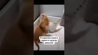 Я охраняю своего парня от других девушек #dutiap #юмор #отношения