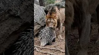poqupine vs lion