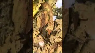#The Life Cycle Off A Frog # Embryo Eggs and Tadpole#travelsl #in sri lanka water fall....