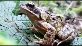 Common Frog, Glenarm Nature Reserve