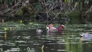 鴛鴦 Mandarin Duck | Yilan, Taiwan | Dec 2021