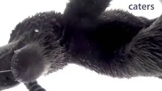 JOBY с GoPro против медведя