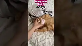 Funny video, Part #funny #funnydogs #funnycats #funnydogshort #pets #cute #puppy