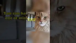 Cookie Challenge For Cats! #mainecoon #cat #cookiechallenge