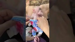 Dress the baby in new clothes.#monkey